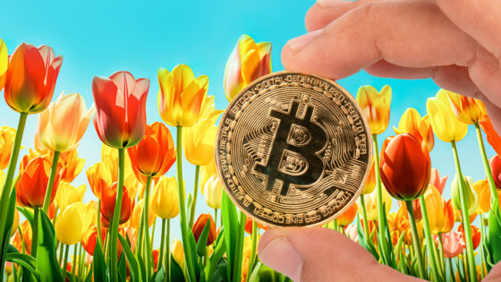 Bitcoin es «un tulipán bastante especial»: Stony Chambers